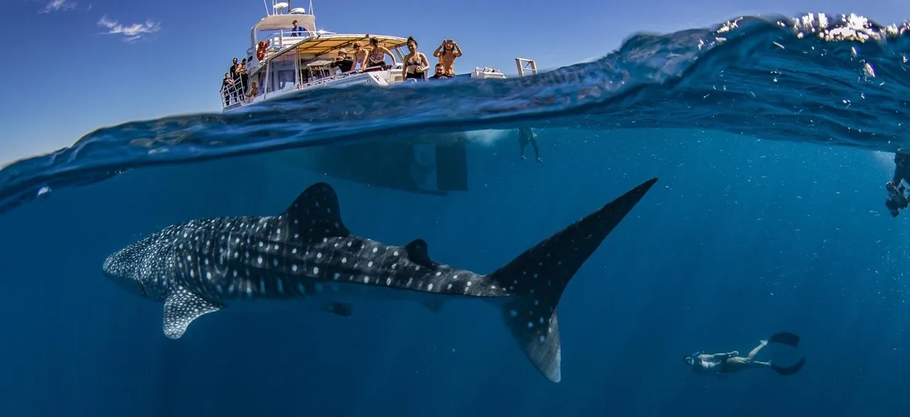  Whale Sharks’ Ningaloo Sunset Cruise Tour